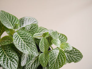 Fittonia White (S)