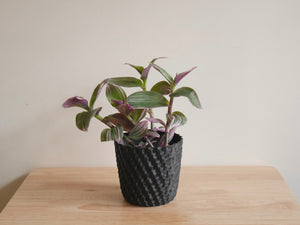 Tradescantia Bubblegum (S)