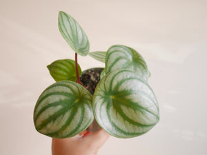 Peperomia Watermelon (S)