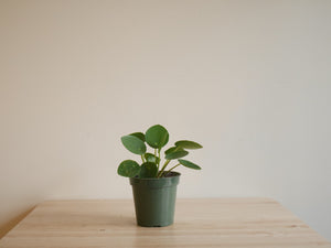 Pilea Peperomioides (S)