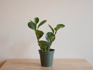 Peperomia Obtusifolia (S)