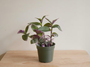 Tradescantia Bubblegum (S)