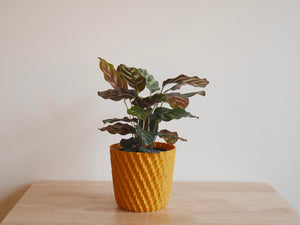 Calathea Makoyana (S)