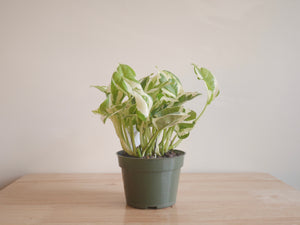 Pothos N’Joy (S)