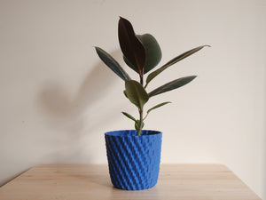 Ficus Elastica Burgundy (S)