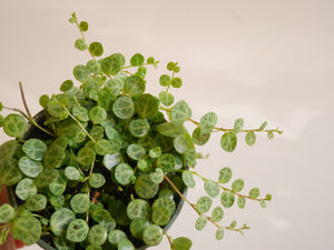 Peperomia Prostrata (S)