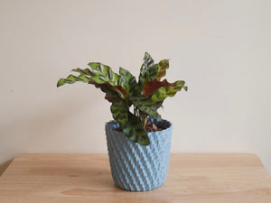 Calathea Lancifolia (S)