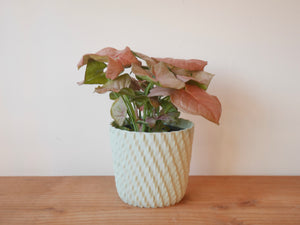 Syngonium Neon Robusta (S)