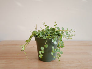 Peperomia Prostrata (S)