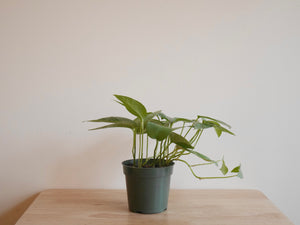 Pothos Cebu Blue (S)