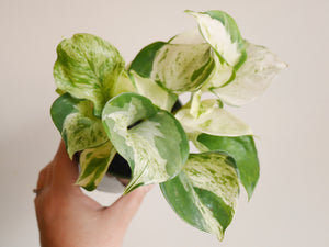 Manjula Pothos (S)