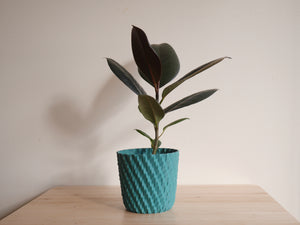 Ficus Elastica Burgundy (S)