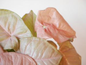 Syngonium Neon Robusta (S)