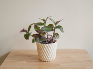 Tradescantia Bubblegum (S)