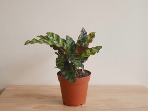 Calathea Lancifolia (S)