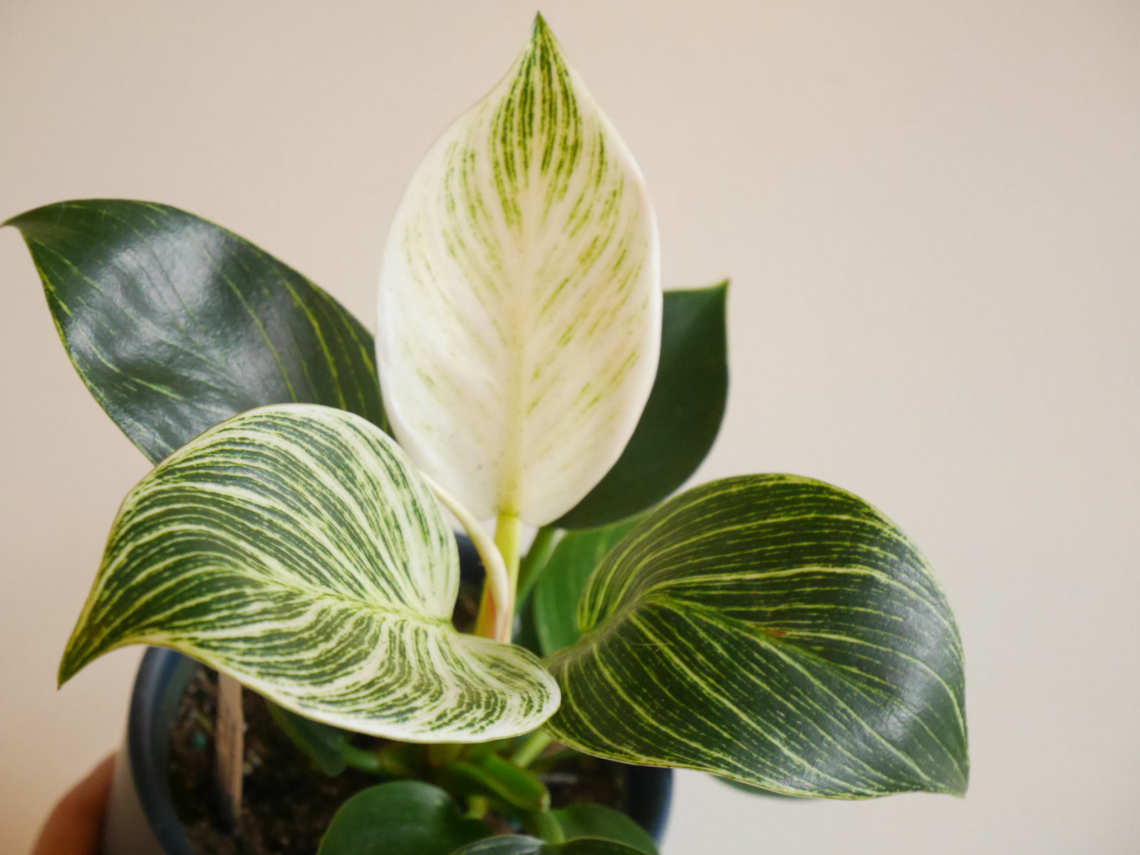 Philodendron