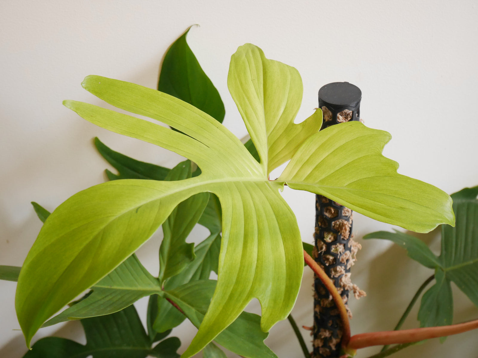 Keep Your Houseplants Alive 101