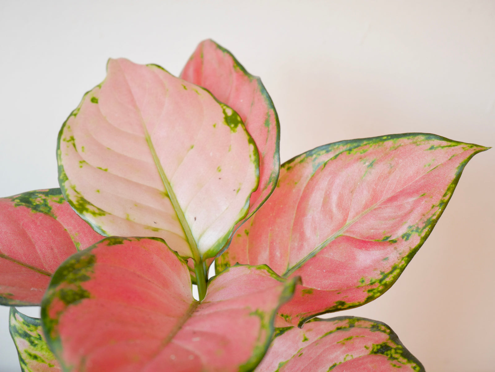 Aglaonema
