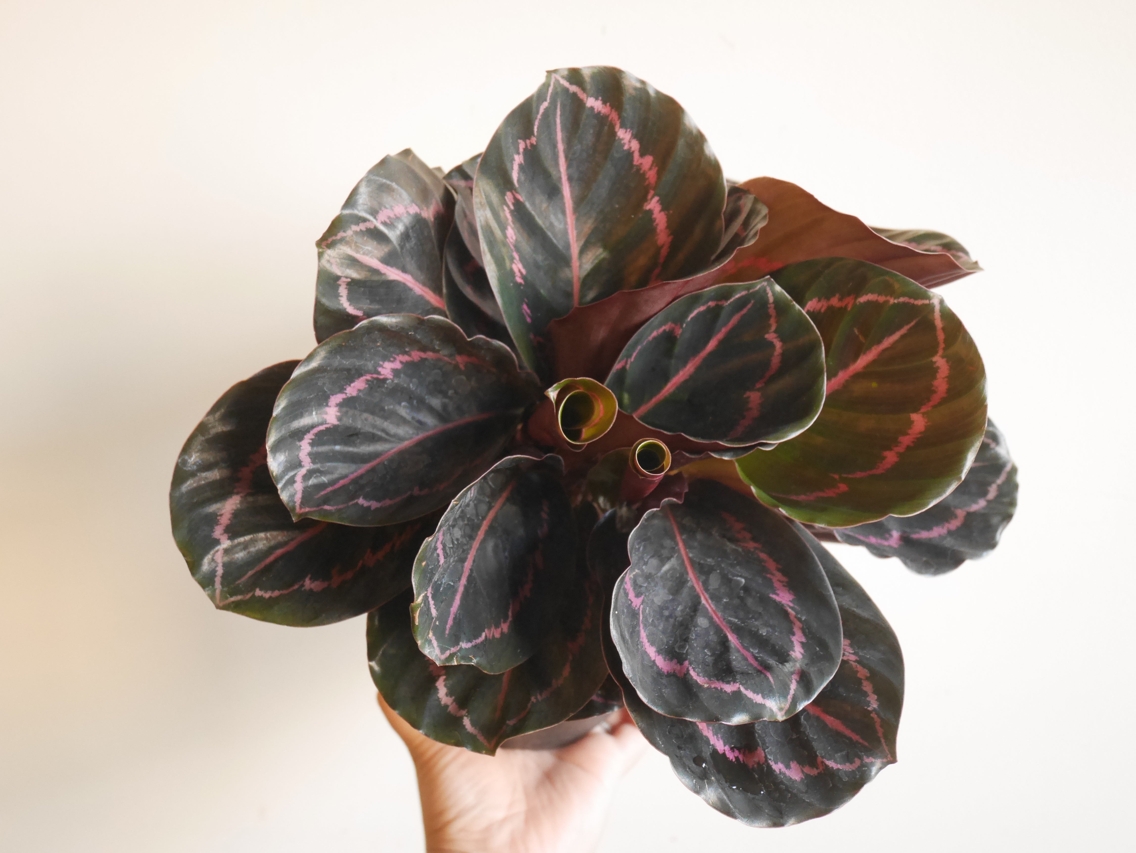 calathea orbifolia wurzeln Calathea orbifolia - Calathea orbifolia