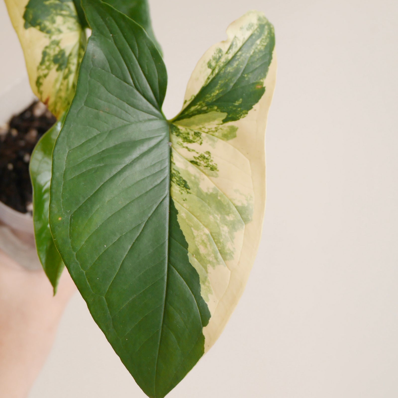 Online plants and pots
