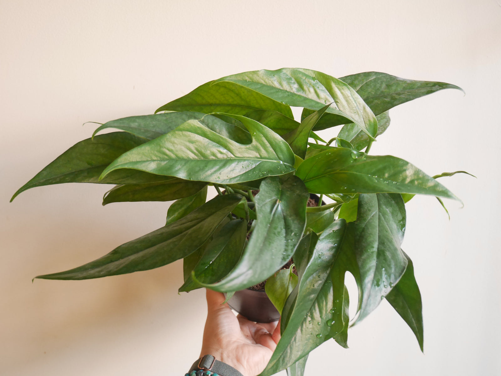 $35 plants