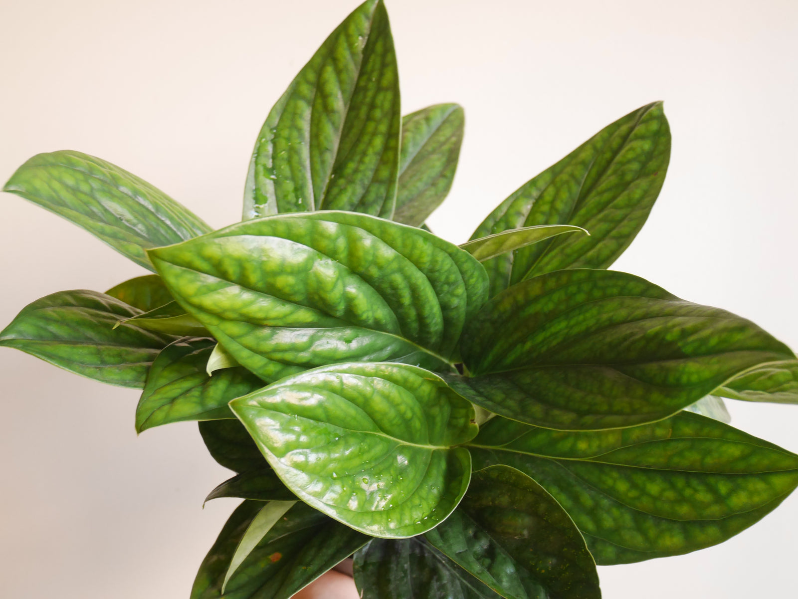 $30 plants