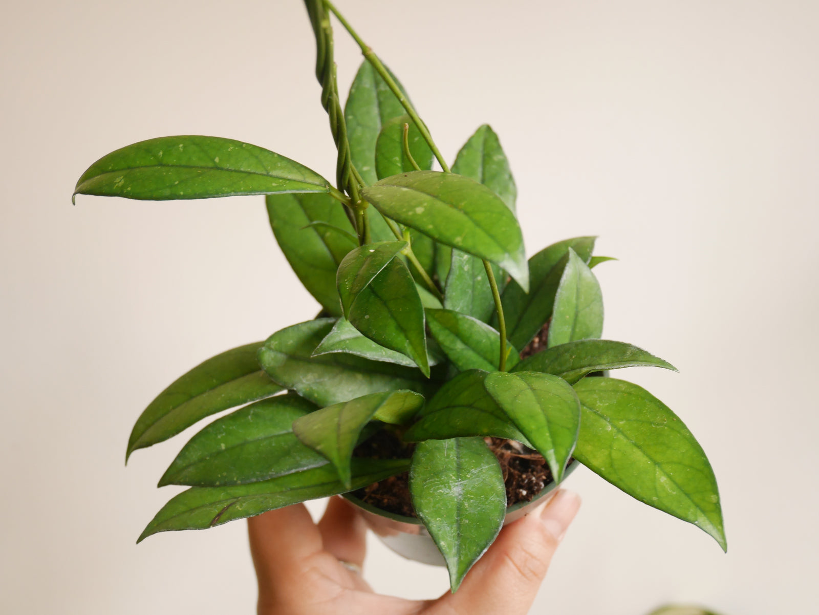 $18 plants