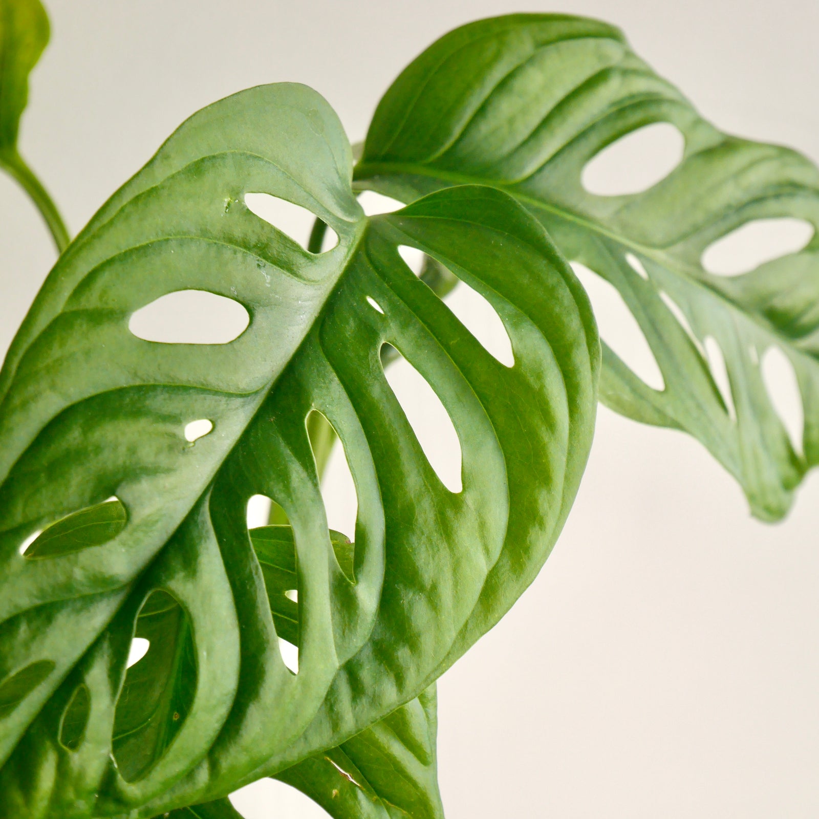 Monstera