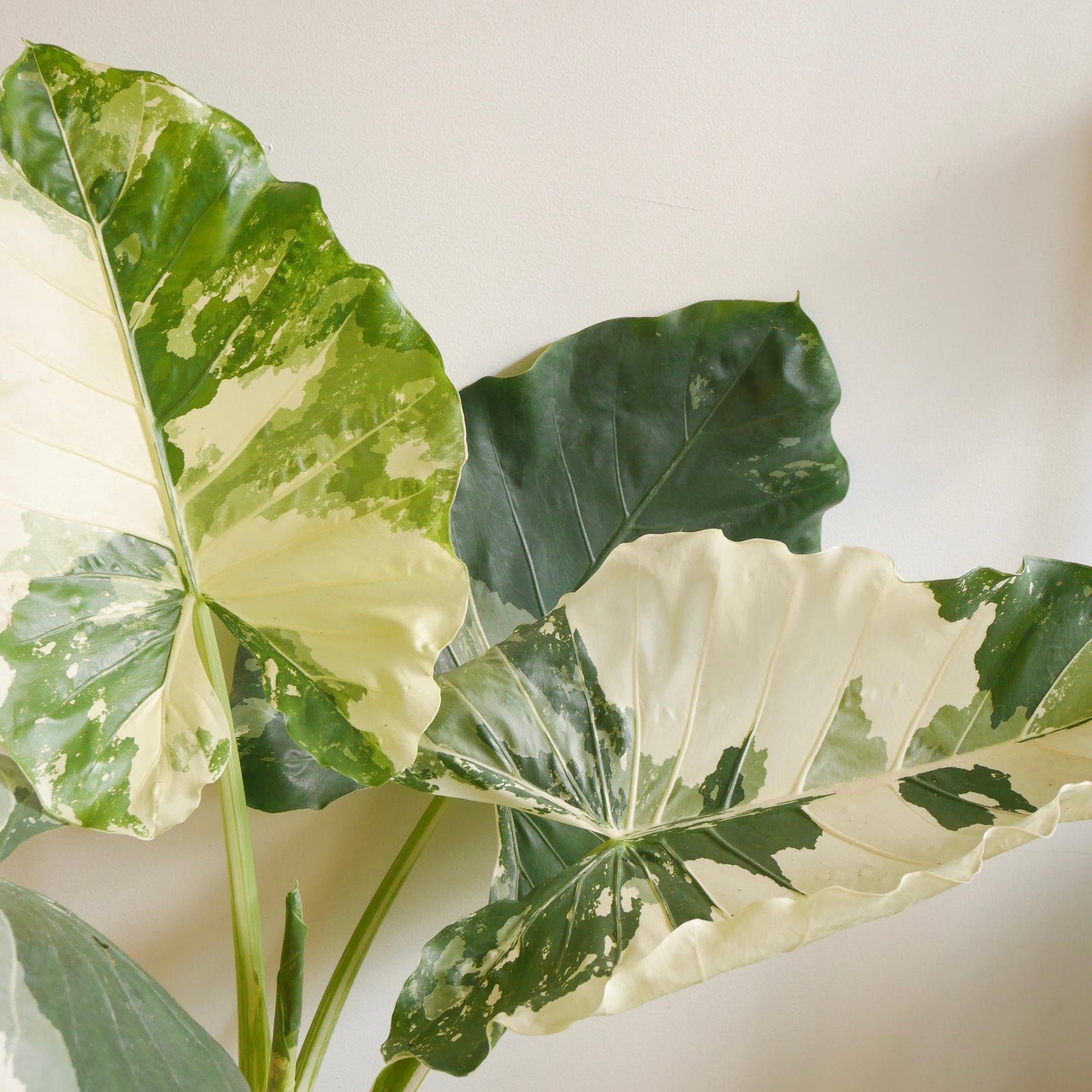 Alocasia