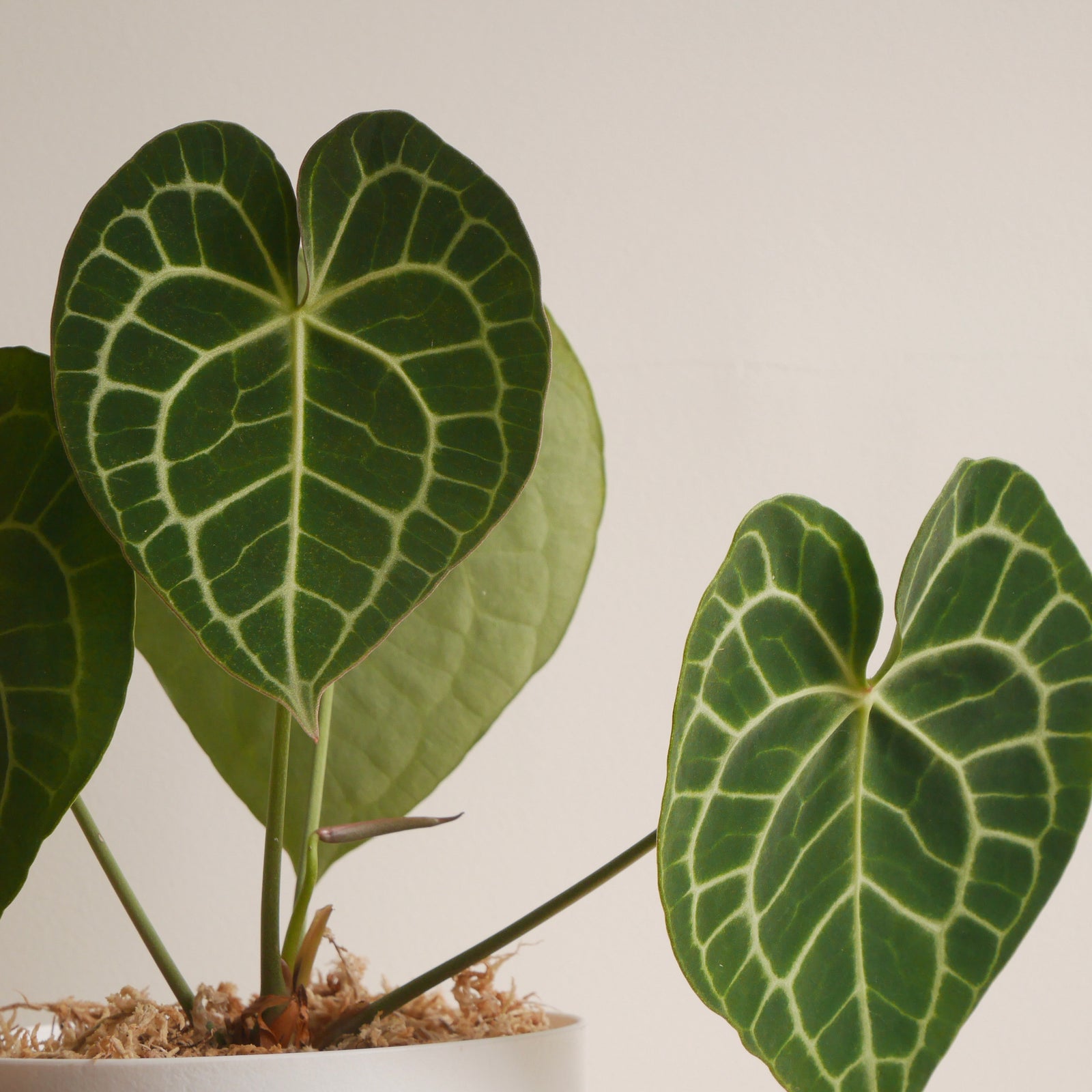 Anthuriums