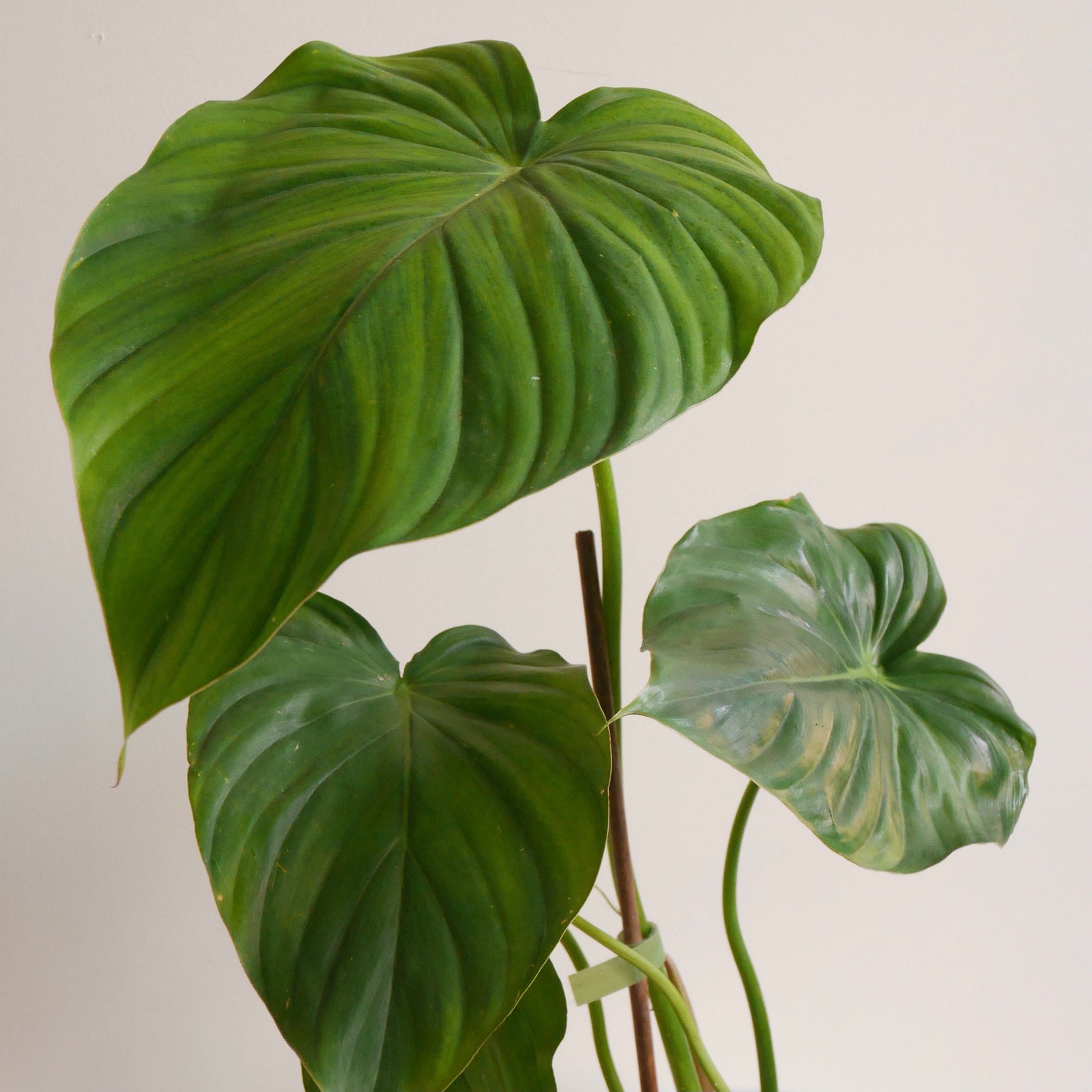 Philodendrons