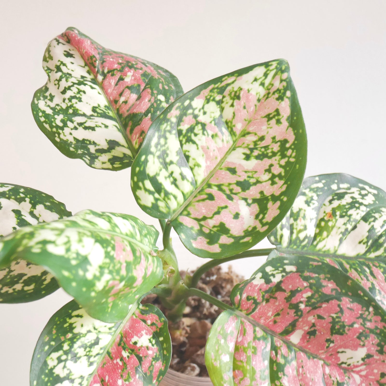 Aglaonema
