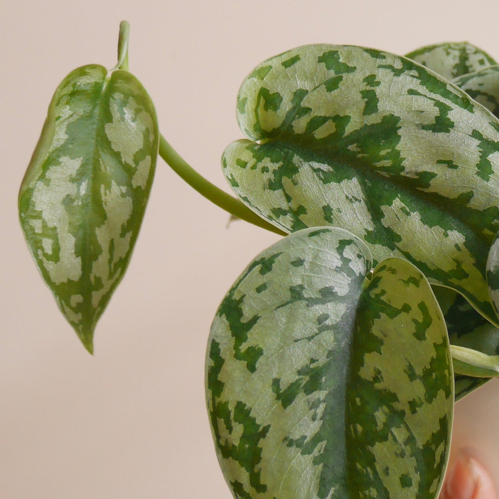 Scindapsus