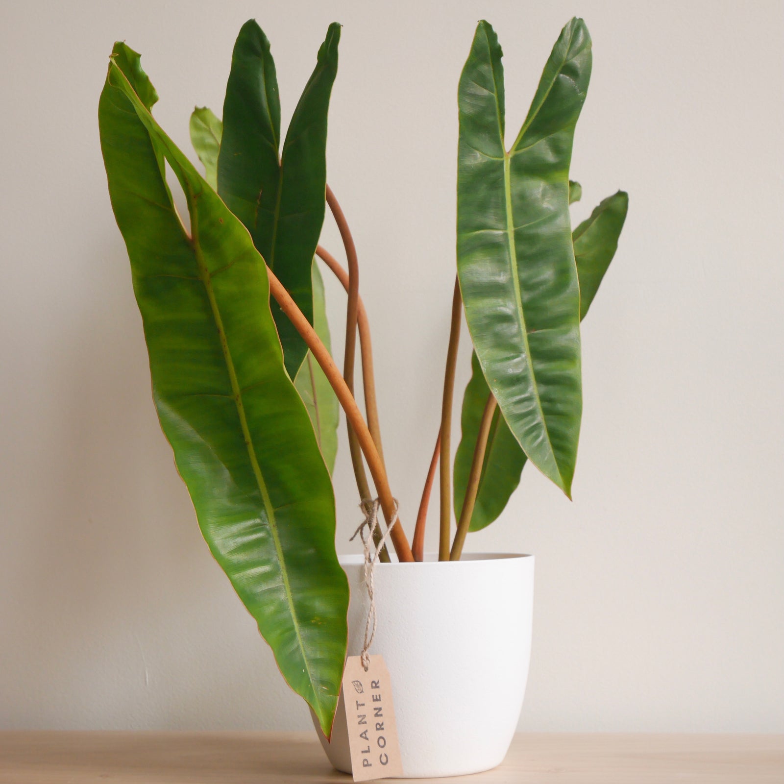 Collector's plants