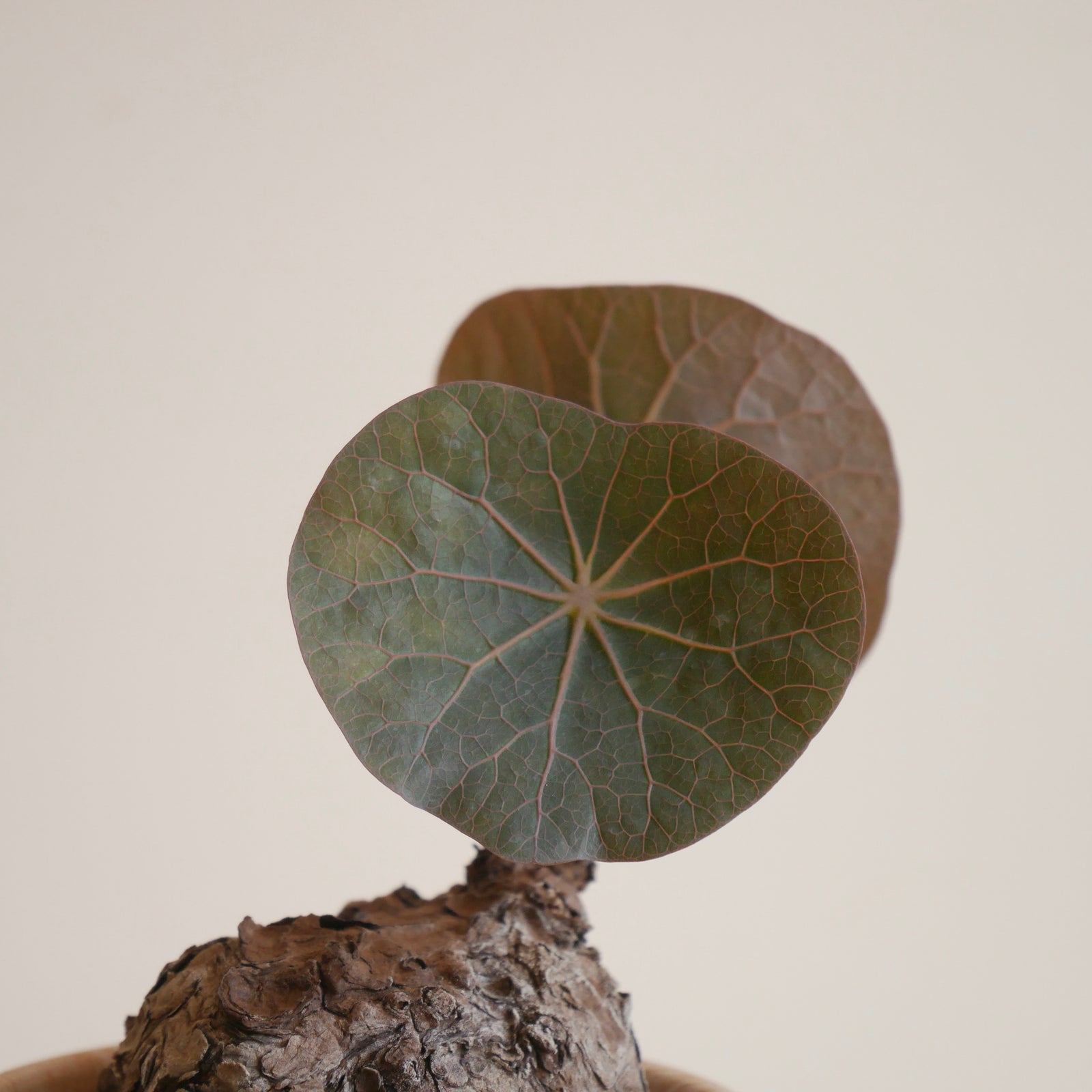 Caudiciform Plants