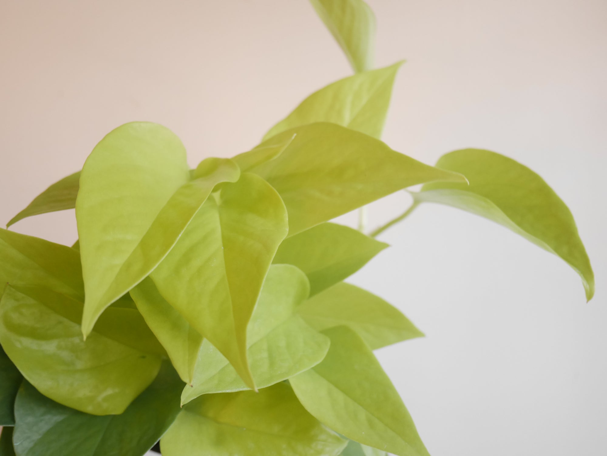 neon pothos vs lemon lime pothos Neon Pothos (S)
