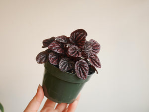 Peperomia Schumi Red (S)