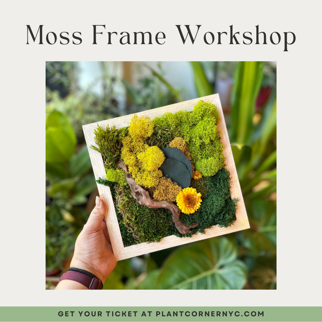 Moss Frame Workshop December 21th 2024