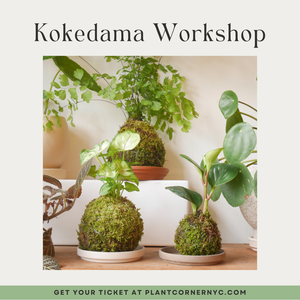 Kokedama Workshop June 14th 2025 + Ceramic Decorative Dish