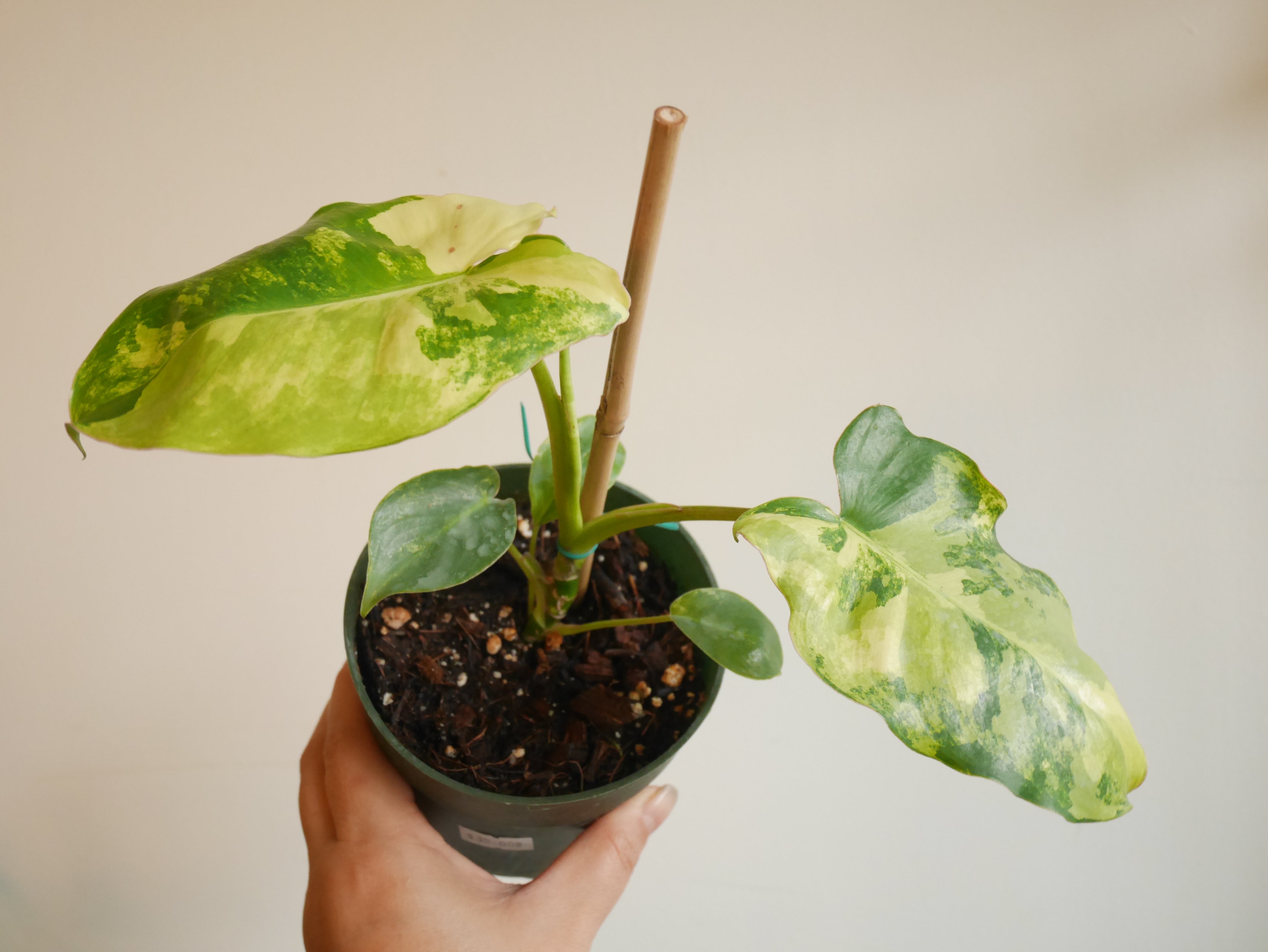 Variegated Philodendron Burle orders Marc starter plant