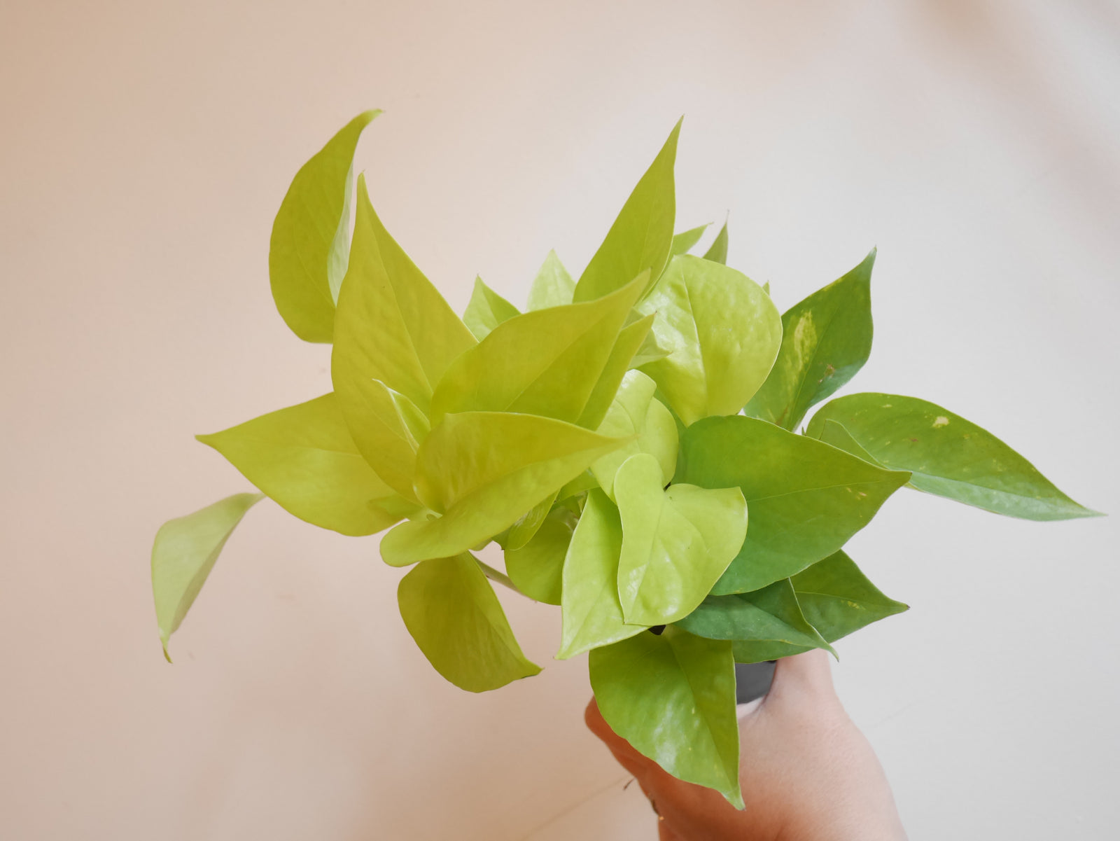 Neon Pothos (S)