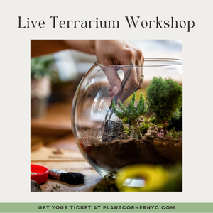 Live Terrarium Workshop June 21st 2025