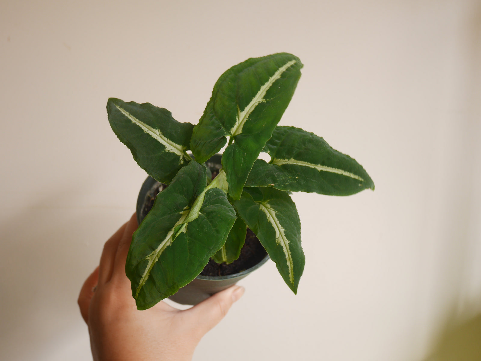 Syngonium Wendlandii (S)