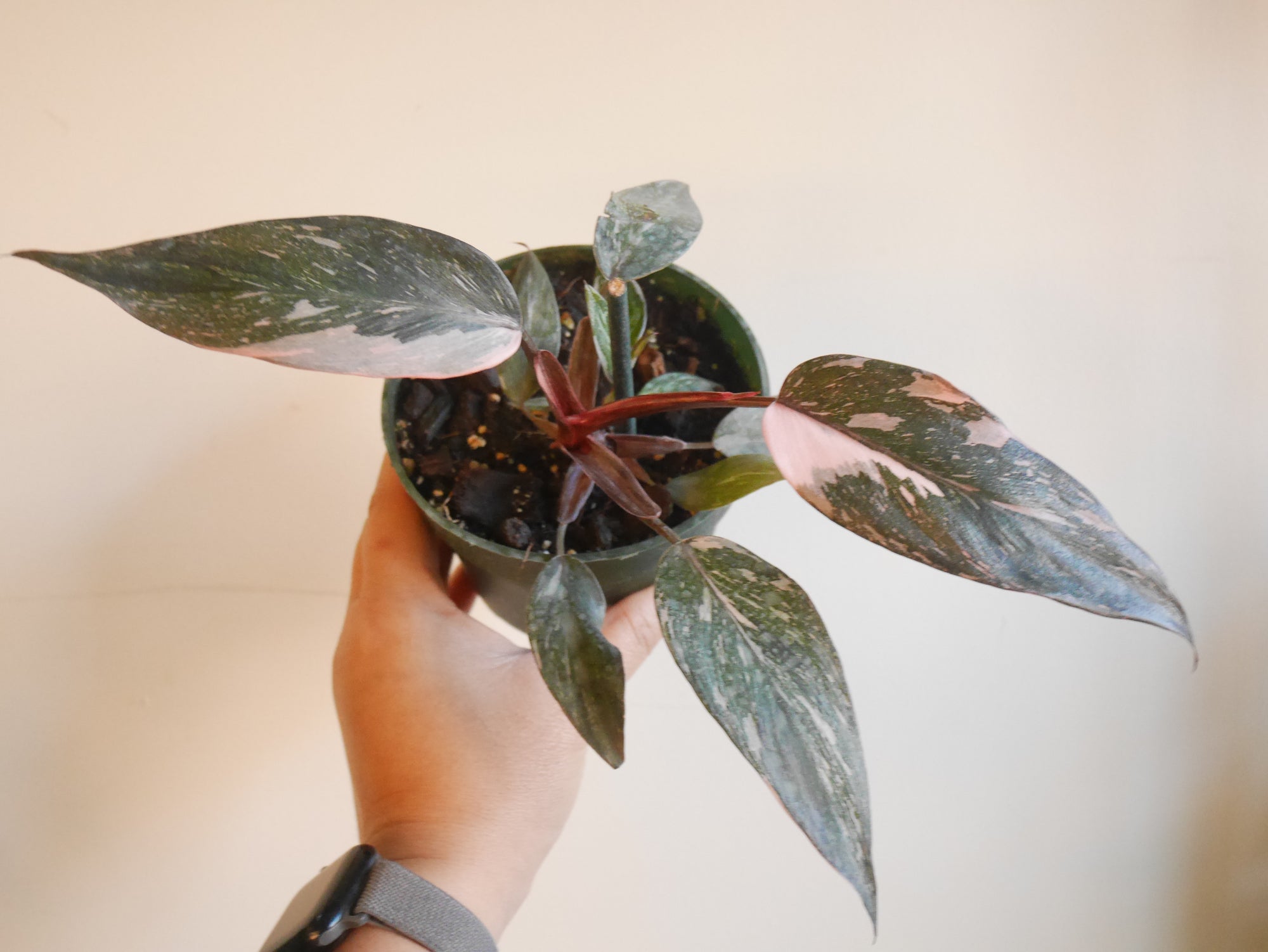 Philodendron Pink Princess Marble (S)
