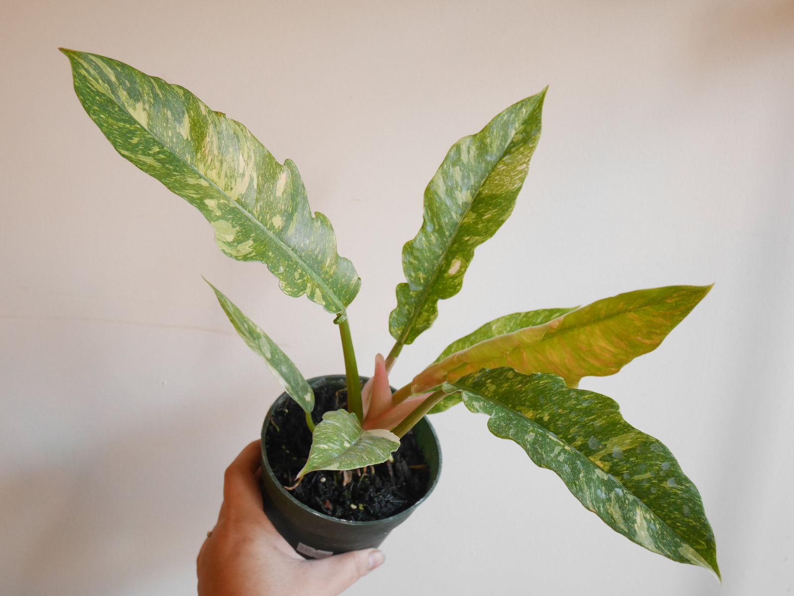 Philodendron Ring of Fire (S)