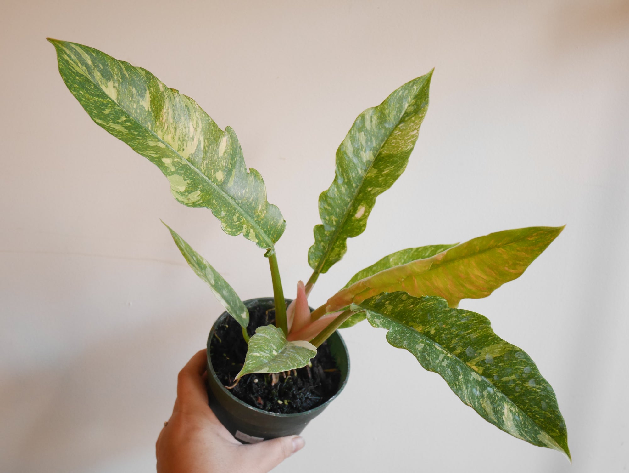philodendron ring of fire humidity Philodendron 'Ring of Fire' | Plant Delivery