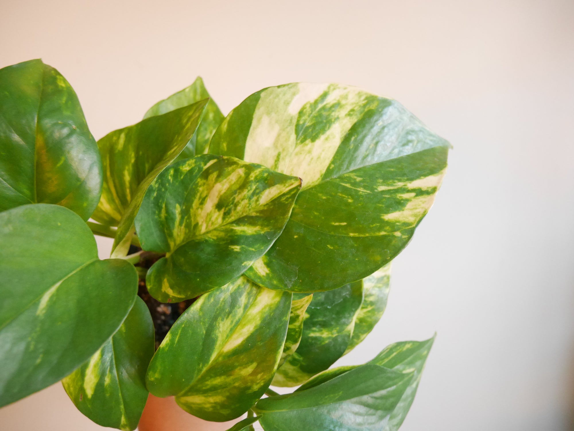 golden pothos yellow leaf Golden Pothos (S)