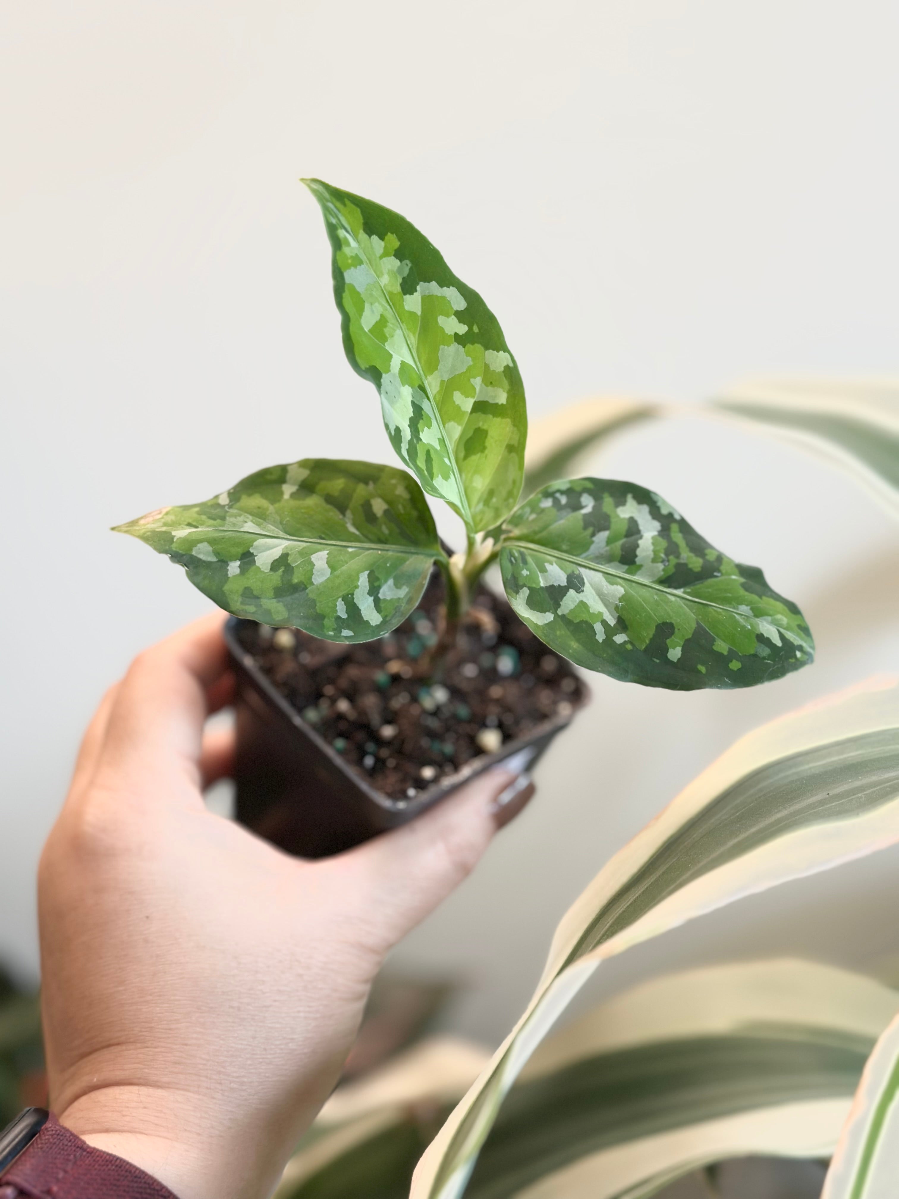 Aglaonema Pictum Tricolor (XS) - Plant Corner NYC