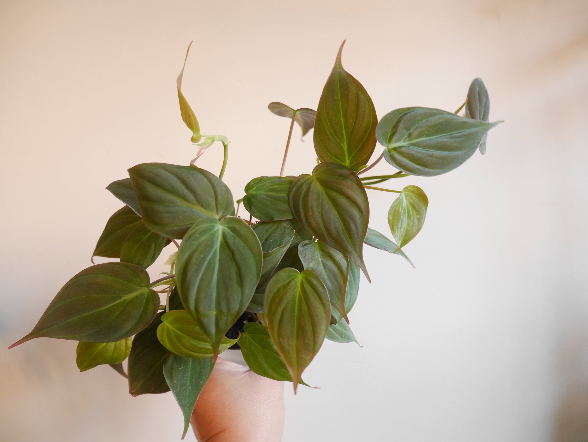 mican pothos Philodendron Micans (S)