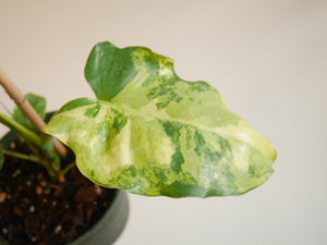Philodendron Burle Marx Variegated